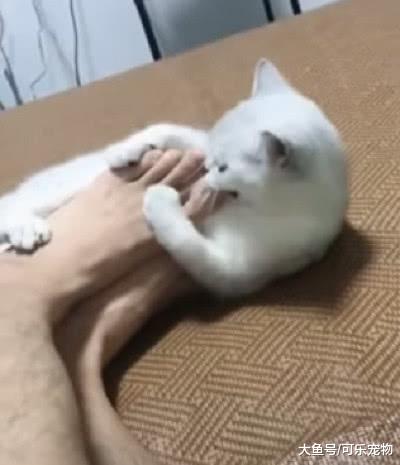 狗子被主人脚臭熏跑了，转身从屋里叼出洗脚盆：快给本汪洗脚！