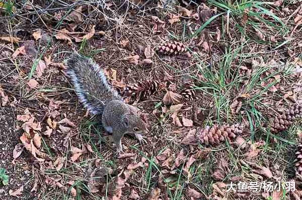 松鼠母子被救后一直跟着恩人，女子环顾四周“原来危险还没解除”
