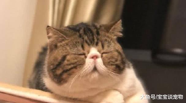 陈赫的方猫都一败涂地，这只“圆规”画出的猫承包了网友整日笑点