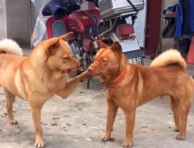 俗语：“狼怕举，狗怕摸”，啥意思？蕴含着老祖宗的大智慧