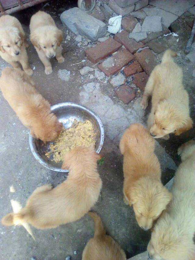 金毛为了不拖累主人，所以每天自己跑两公里讨剩饭养小狗！