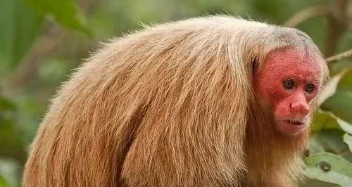 地球上10种奇特的动物，会飞行的青蛙，四不像的昆虫