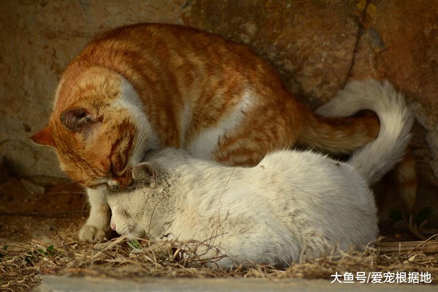 猫之间的友情！流浪猫被撞身亡，同伴不离不弃守护身旁