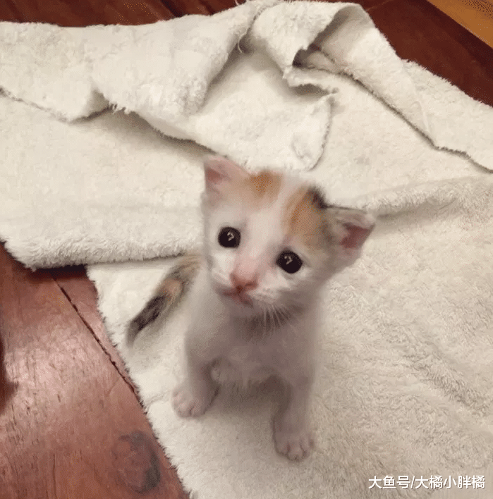 小猫出生那天被抛弃，被救后认为女子是妈妈，撒娇时简直不要太萌