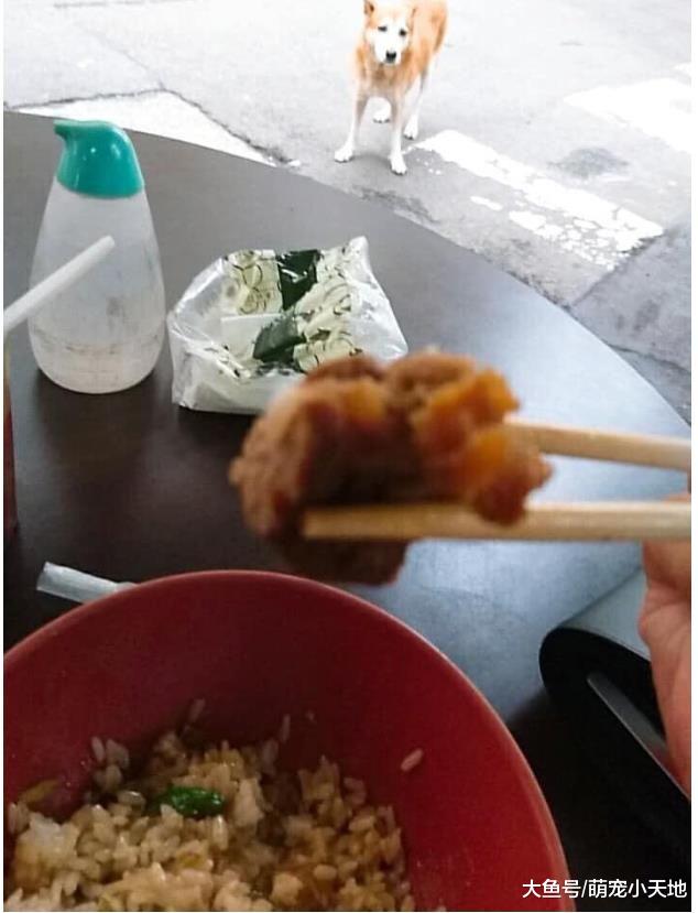 肉全给浪浪超有爱！老板娘喊4字让剧情急转让他秒傻：肉还我