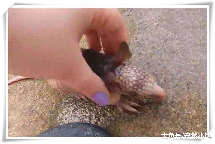 女子地里挖出一个像老鼠的生物，回家细看后，果断放生