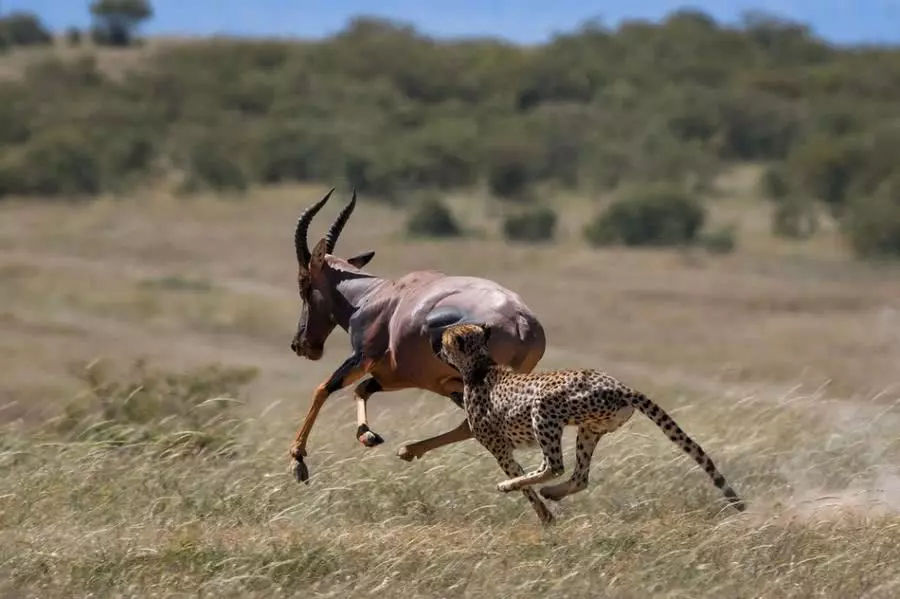 生死时速！肯尼亚羚羊遭猎豹闪电追击拼死逃生