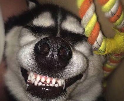 听说装饰是装修公司表情图，哈哈哈~~真的吗？