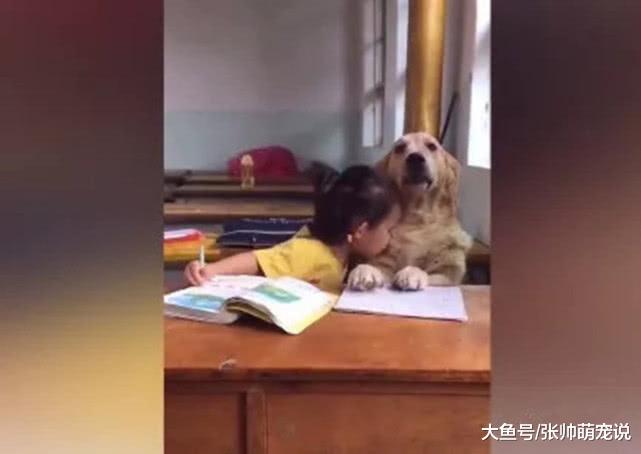 小女孩正在写作业时，偷亲了金毛一口，它的表情十分耐人寻味！