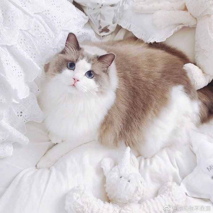 有的猫平时看起来怂怂的，一旦拽起来 ……