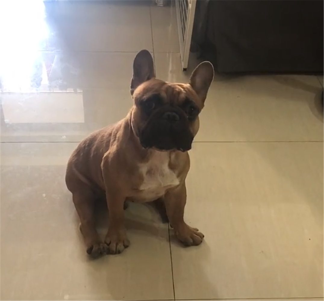 主人抚摸玩具狗, 家里斗牛犬吃醋生气, 狗: 别拦我, 我要决斗……