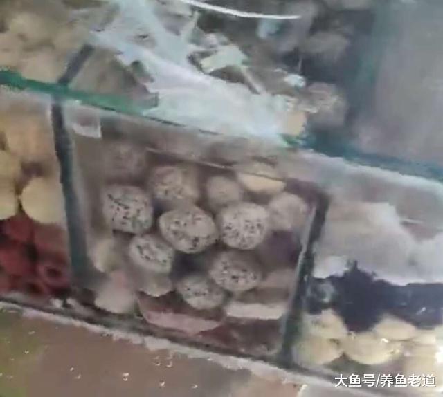 这个鱼缸的水质, 想要保持清澈基本上是没有可能了!