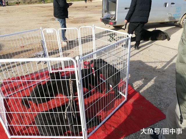 饲养场在狗市出售冷门的黑狼犬, 买主看中后挑选一只带走!