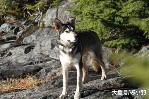 二哈走失常规方法找不回，网友支招荒唐，结果二哈流口水秒现身