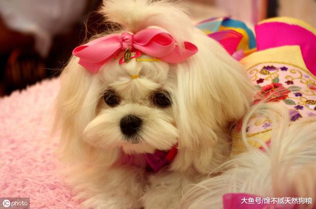 照顾“生理期”的狗狗，主人一定要谨记几点，对它有好处