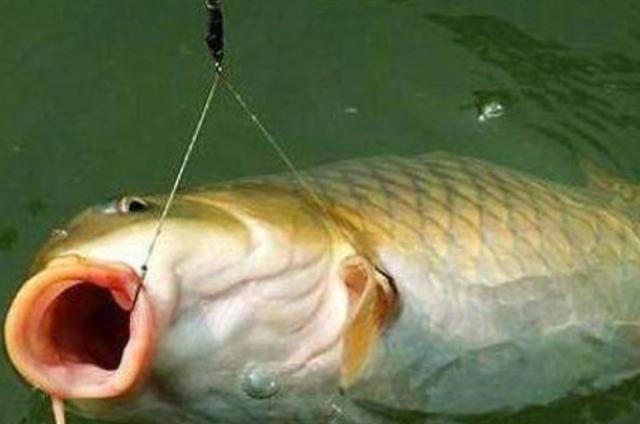 一提鲤鱼就不想钓，庆幸察觉到这调漂绝活，十用九准，看完莫忽视