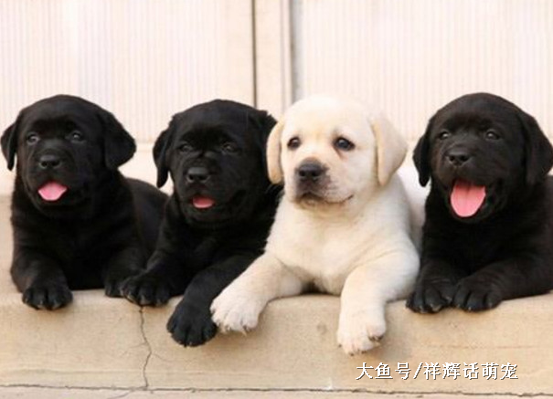 拉布拉多的缺点，如果你可以接受，那就赶快养它吧