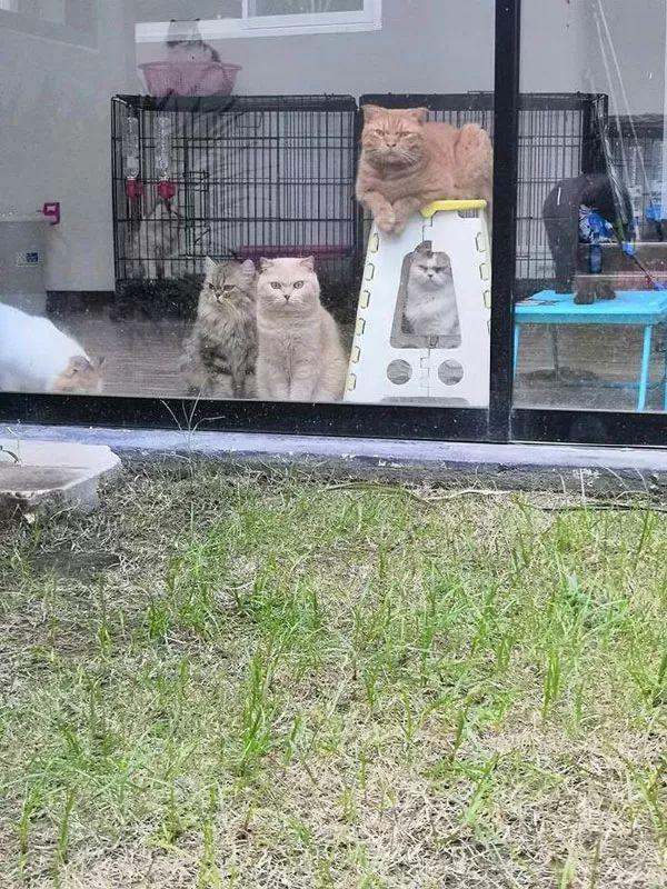 主人为了能安心吃烤肉, 于是把猫们给锁屋里...