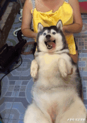 为了对付拆家的哈士奇，主人只能把它喂胖，这下二哈只能吃了就睡