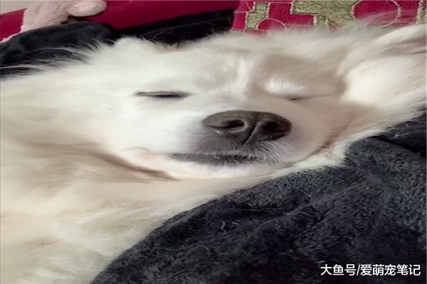 網友給正在熟睡薩摩耶遞了塊橘子，吃完后居然又睡了，典型的睡貨