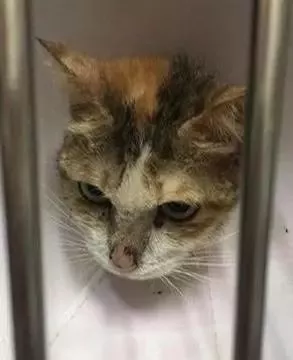 三花猫遭退养自残拔毛，生无可恋的它决定等死！