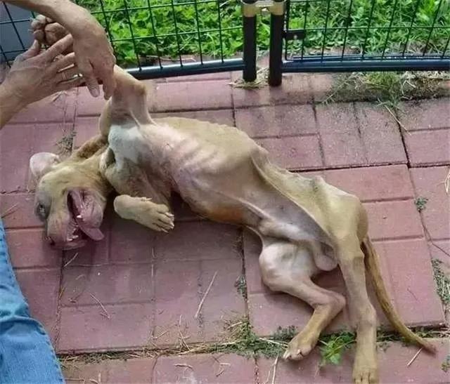 比特犬被關鐵籠導致暴瘦，好心人將其救下后，狗狗微笑面對新生！