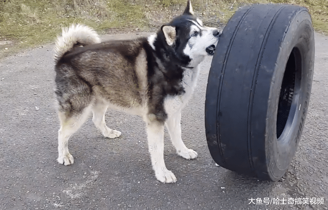 二哈爱拆家怎么办？网友想了个“馊主意”，比拉雪橇还累