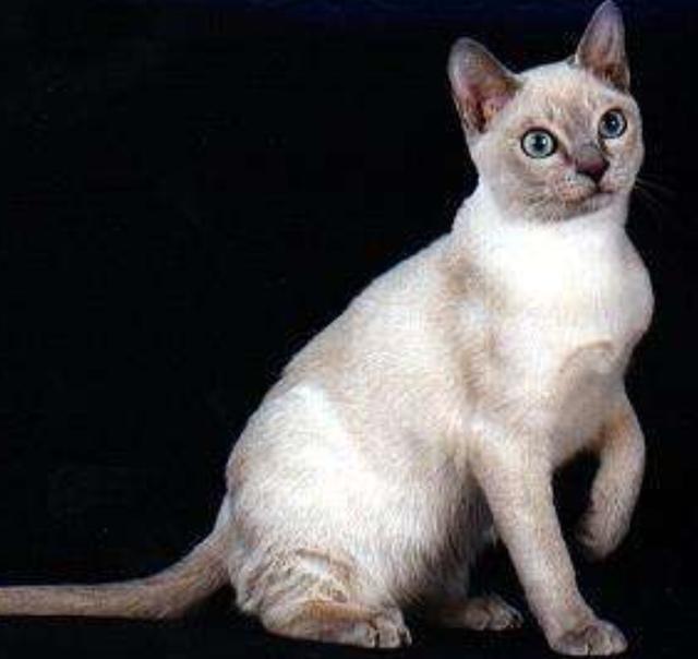 教你选猫系列，猫咪品种介绍及品相判断（5）——东奇尼猫