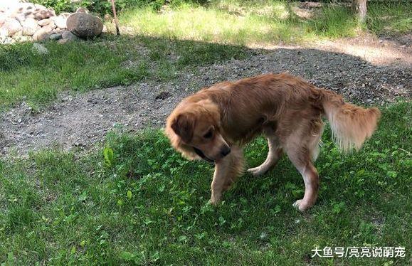 金毛都知道有困难找警察，它跑到派出所去了，混吃混喝就是不走