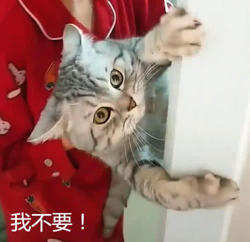 貓咪用生命抗拒洗澡，低頭看到它的眼神，姑娘笑到肚痛