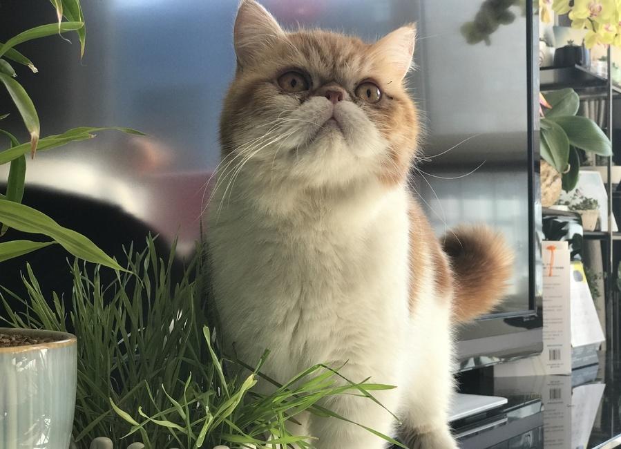 猫咪喜欢把东西推下来，可能是这6个原因，纠正它也很容易！