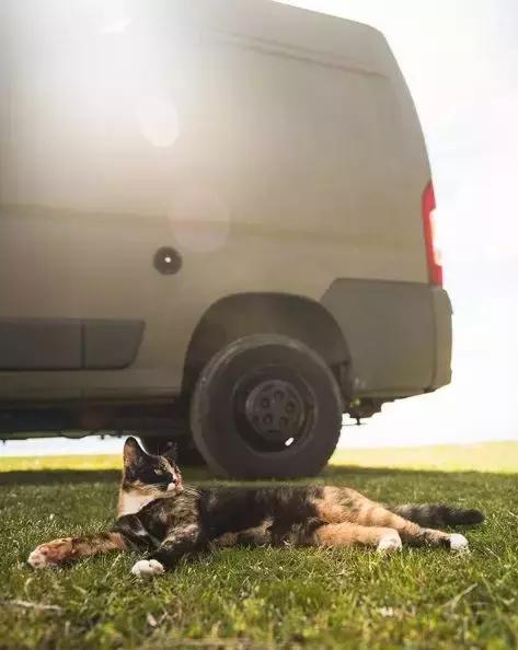 流浪猫私自闯上车被赶出，最后居然搭上顺风车，环游全欧洲