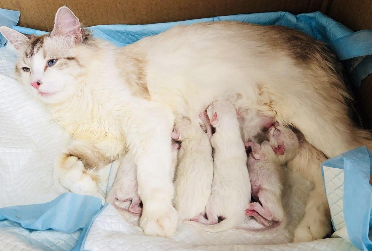 樓上女孩的布偶貓失蹤6天回歸，倆月后生了6只不同色小奶貓，超萌