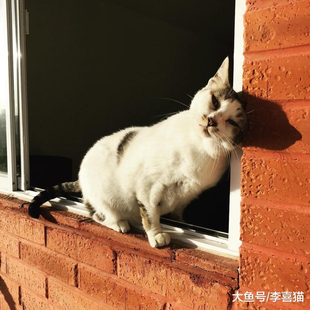貓有九條命只是民間傳說，鏟屎官不能真的抱著這種觀念來養貓