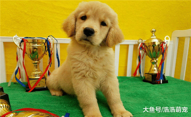 5种高智商的狗狗, 19年想养狗, 就选一只吧! 绝对让你满意