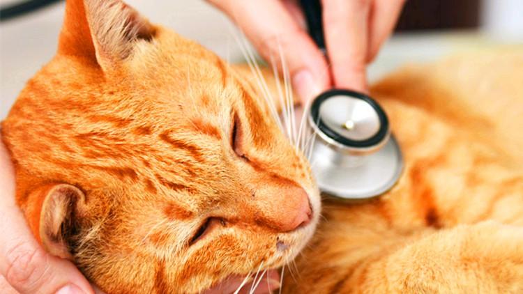 猫主子炸毛了, 铲屎官该怎么办?