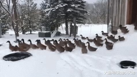 放风啦！鸭鸭开心冲雪地，下秒整群转身抢着撤退：冷爆啦
