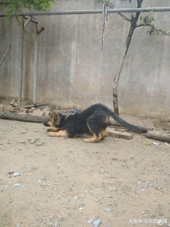 这只德牧长大看门没问题，从小就不让人省心，外面有狗路过它都闹