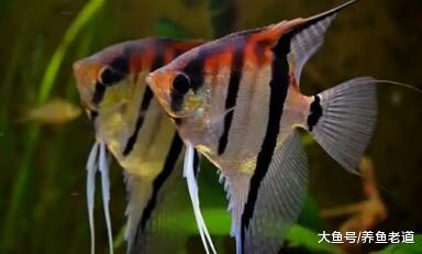 九个字解决鱼缸水质混浊问题，明白了最后一个字啥问题都解决了！