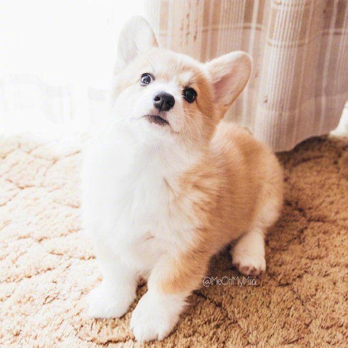 网友带狗狗去公园玩，结果跟别人跑了