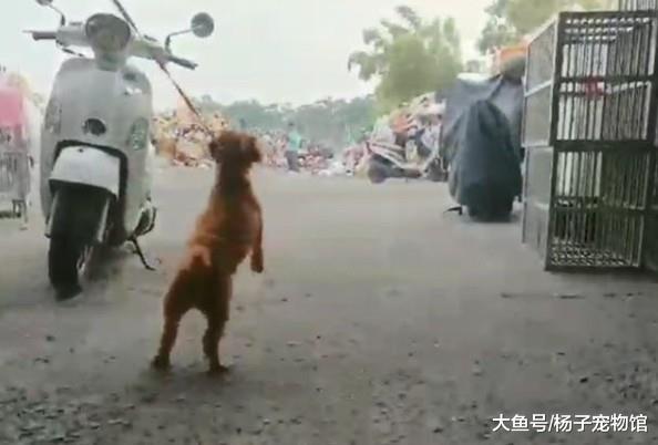 小主人出生，8岁老年泰迪傻笑等待主人，却不知已经被遗弃！