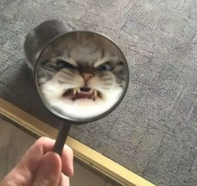 为什么我觉得猫是很恐怖的动物呢？