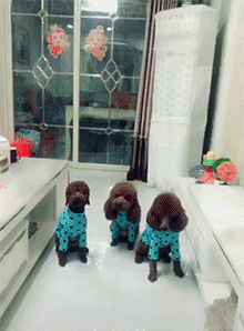 这种常见的宠物狗智商有多高？网友：几乎是无障碍交流！