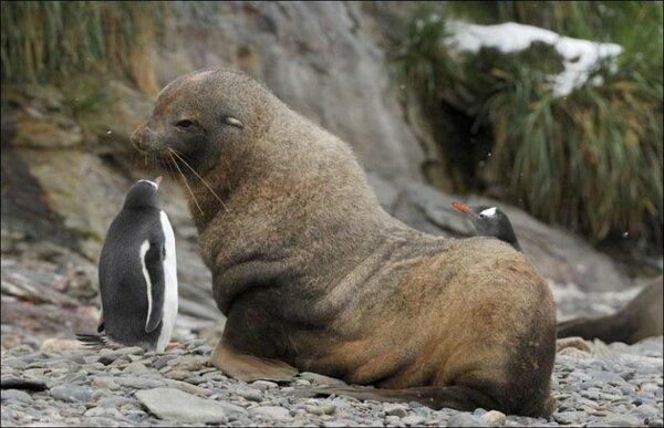 它们天生不应该是朋友，动物界的不寻常友谊