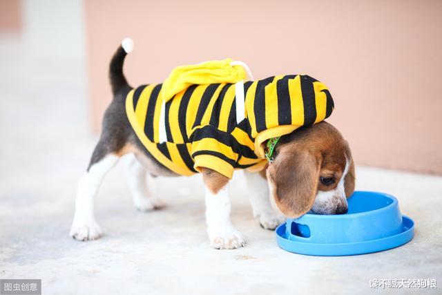 不会挑“幼犬”怎么办？学会这五招，教你挑一只健康的狗狗