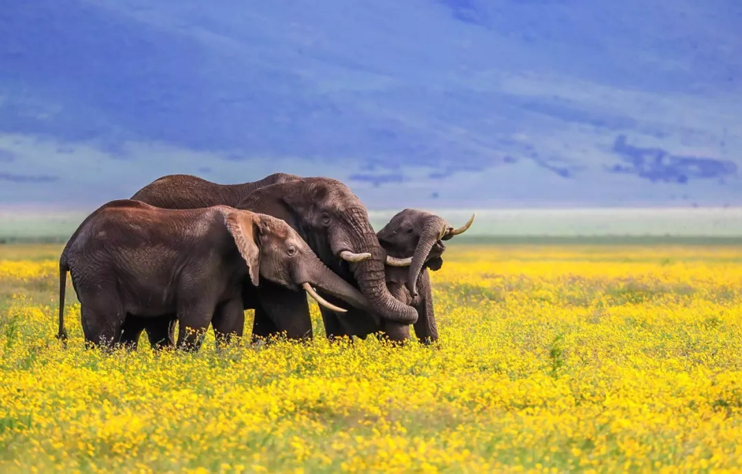 遭遇肯尼亚（一）跟着肖戈拍大象