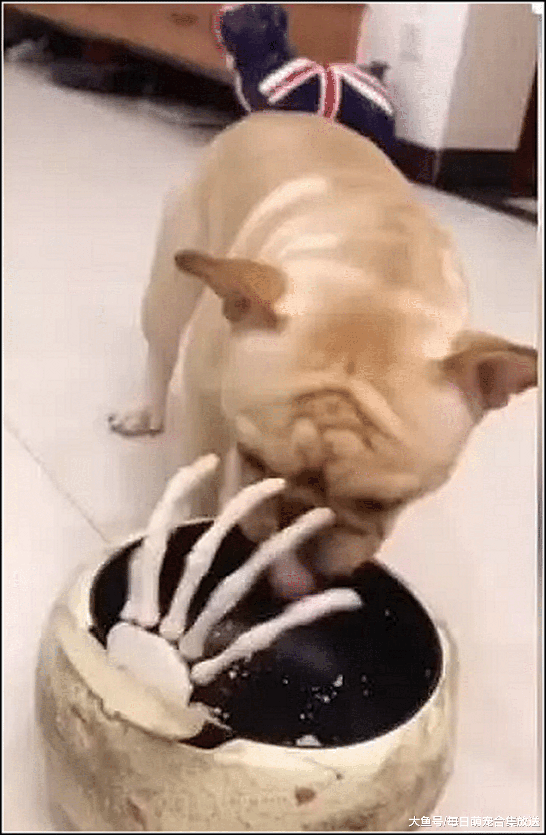 狗狗正在吃东西，突然感觉头被抓了一下，抬头一看差点吓出狗命