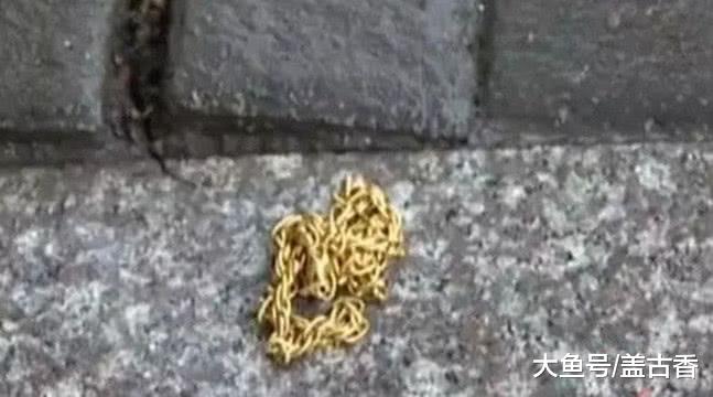 哈士奇只会闯祸？这只二哈偷溜出门后，叼着金项链回来，发财了！