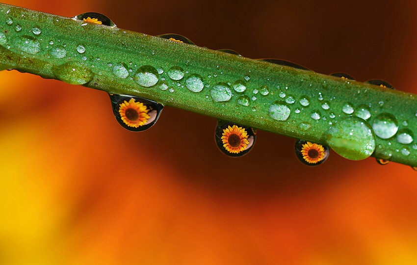 分享微距摄影技巧：如何选择微距镜头？新手也能快速掌握