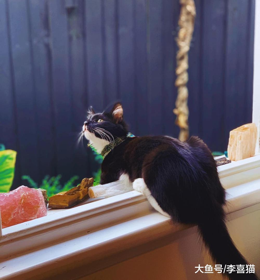 貓咪不是玩具，對于來訪客人的無理要求，鏟屎官很有必要嚴正拒絕